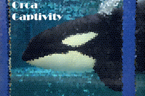 Orca-Captivity