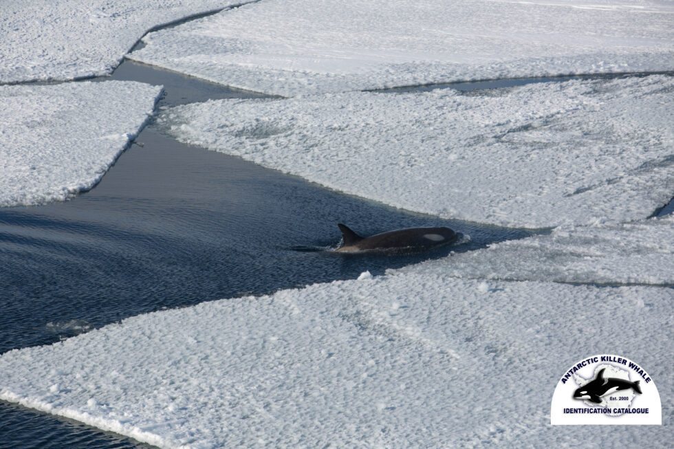 An adult female Type C orca about to head under the sea ice.  Photo taken from a helicopter by Dr Visser