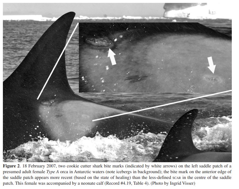 Figure 2 from the scientific paper published by Dr’s Dwyer & Visser showing cookie cutter shark bite marks.  Note the ice in the background