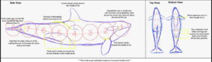 How to draw an orca