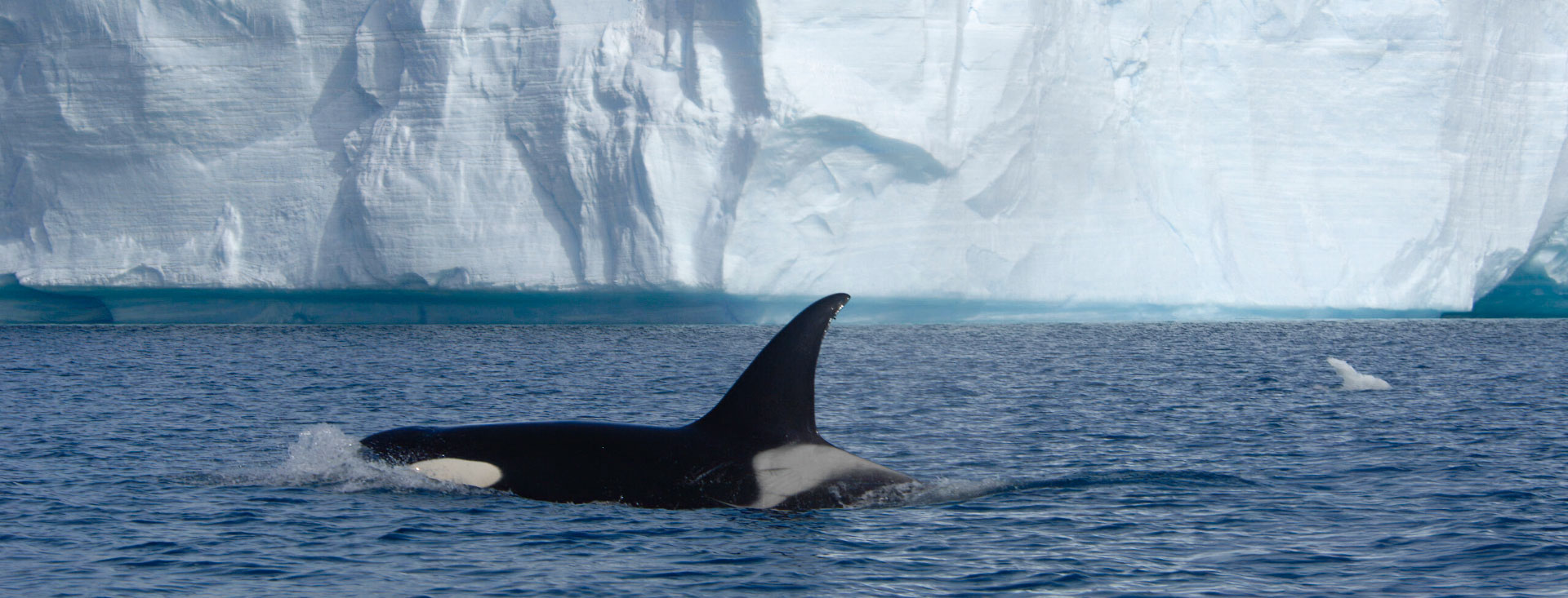 Using the data collected by Dr Visser, a photo-identification match of an adult female Type C orca was made between Northland, New Zealand and the Ross Sea, Antarctica