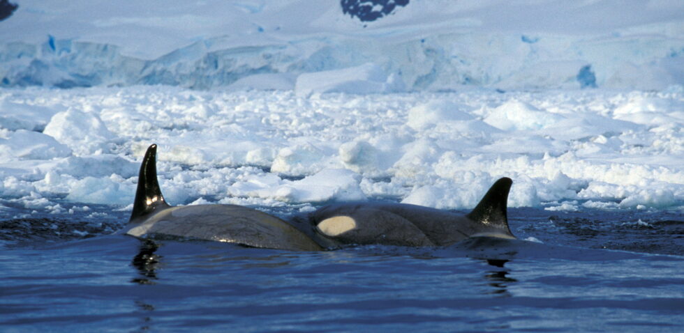 orca-next-to-ice-Antarctica-980×478